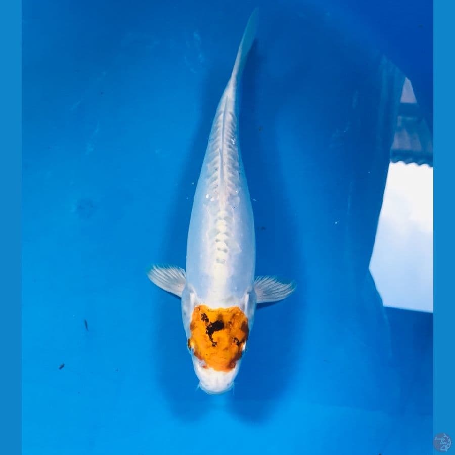 tancho kiko 25cm