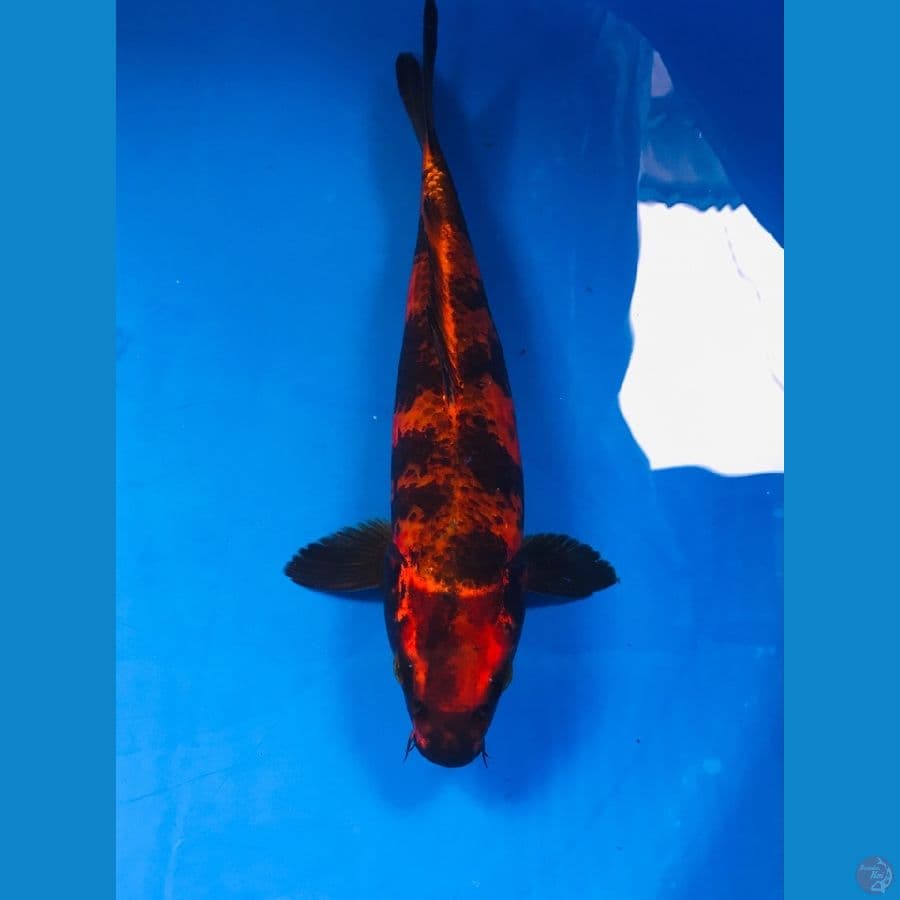 kage utsuri 27cm