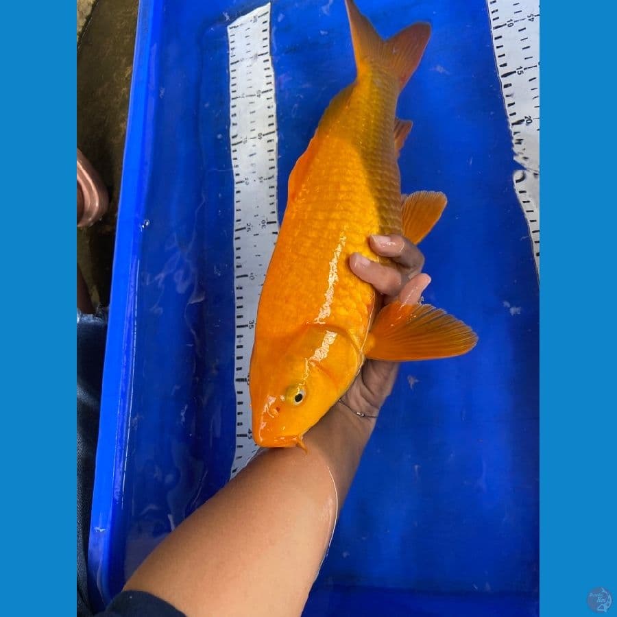 karashi mango 43 jantan,~v5