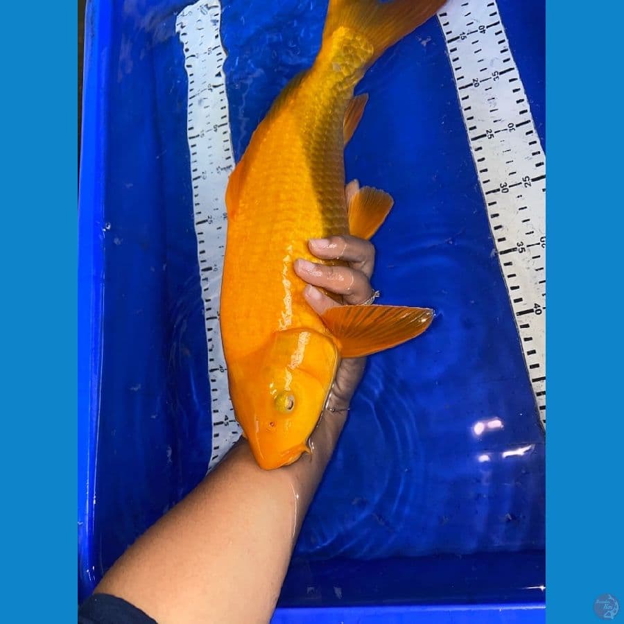 karashi mango 43 jantan,~v5