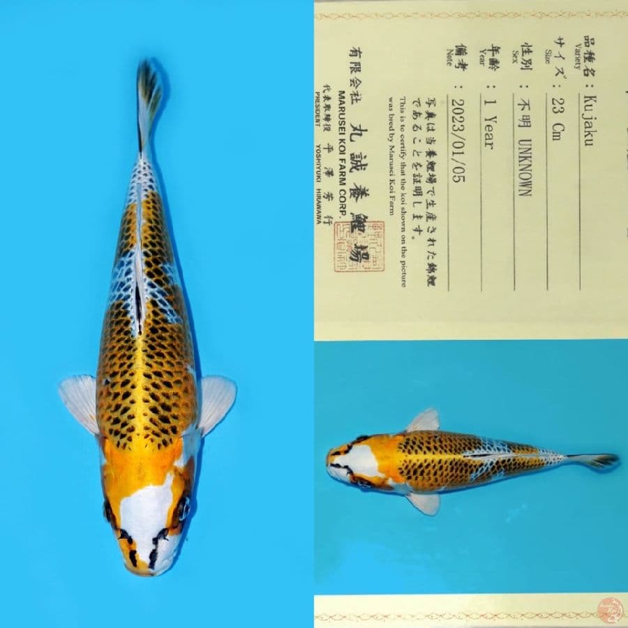 MARUSEI KUJAKU HQ 31CM