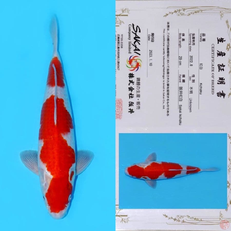 SAKAI KOHAKU HQ 37CM