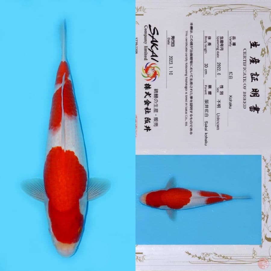 SAKAI NIDAN KOHAKU HQ 38CM