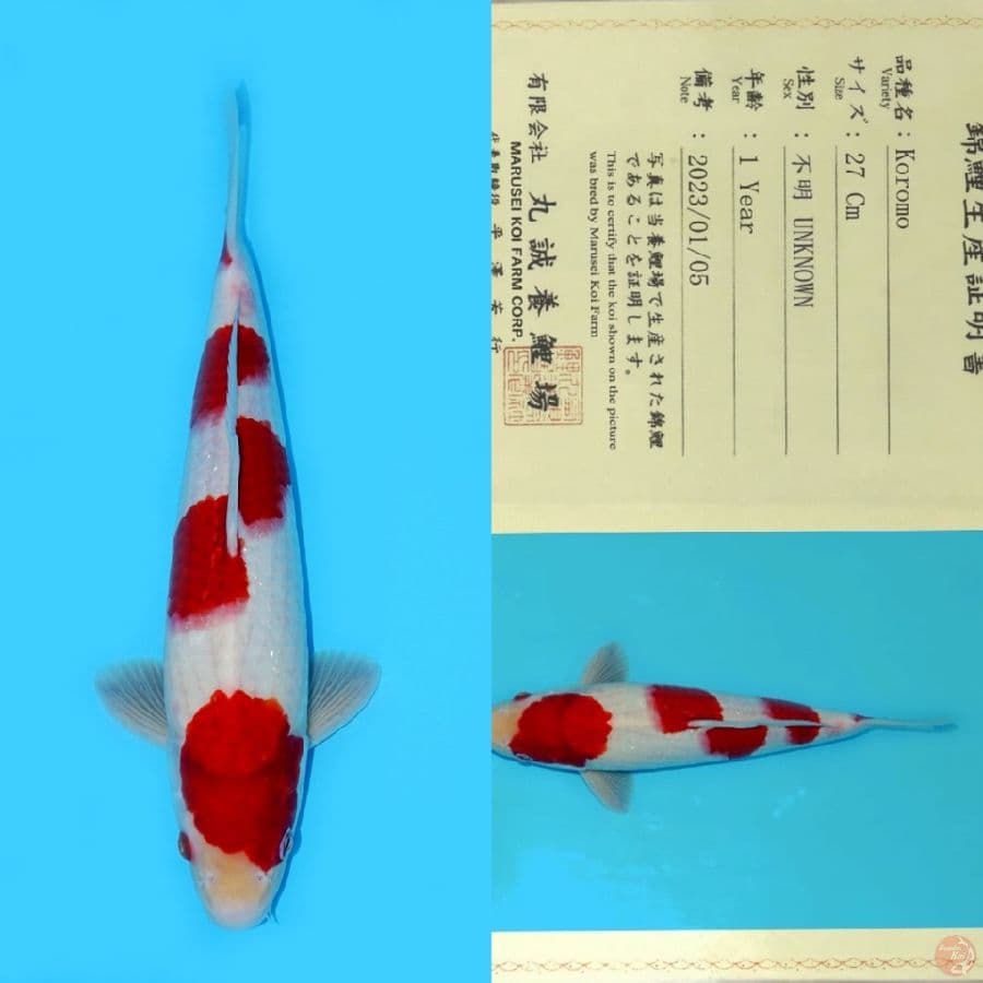MARUSEI YONDAN AI KOROMO HQ 35CM