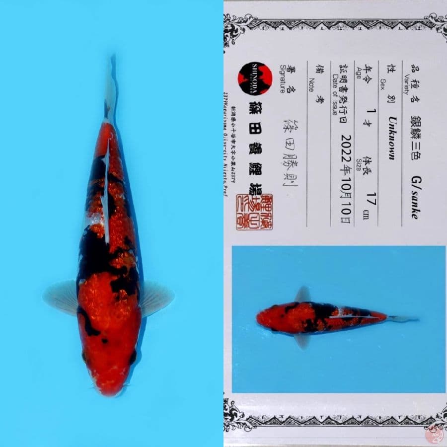 SHINODA GINRIN SHOWA HQ 25CM