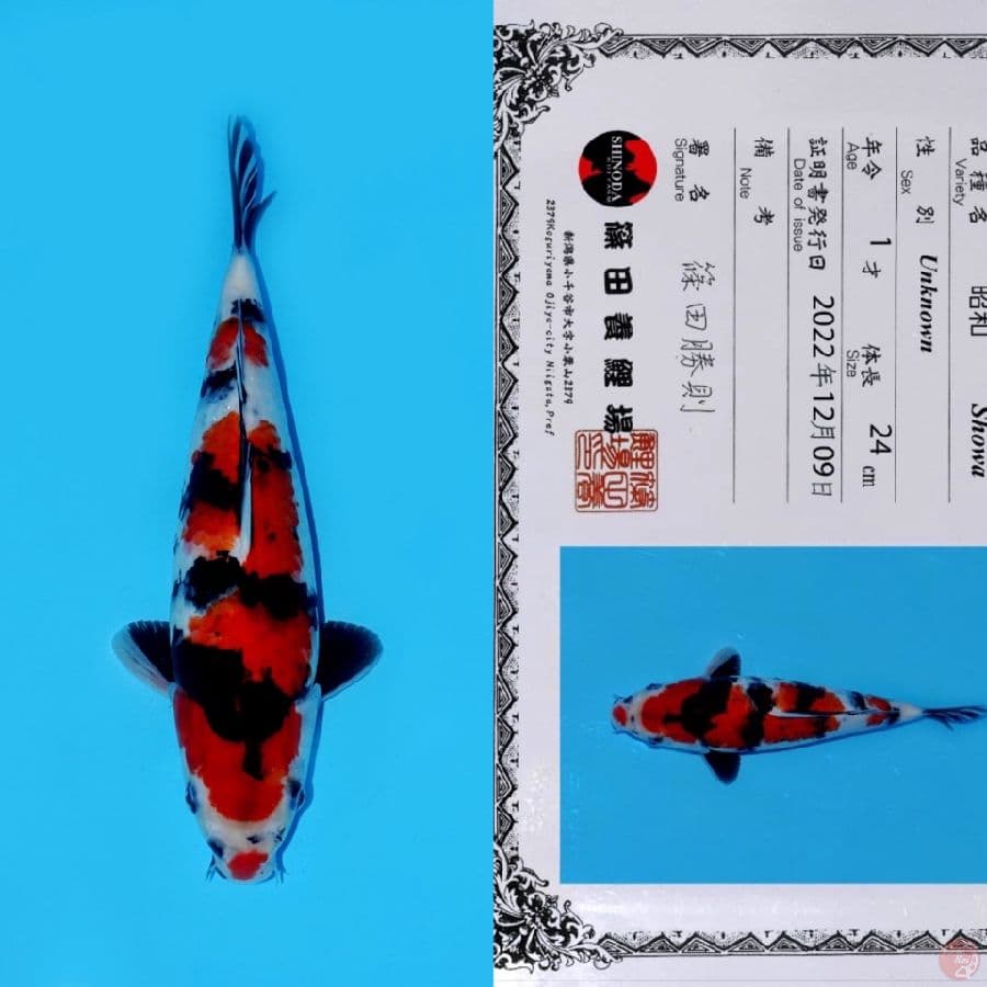 SHINODA SHOWA SANSHOKU HQ 32CM
