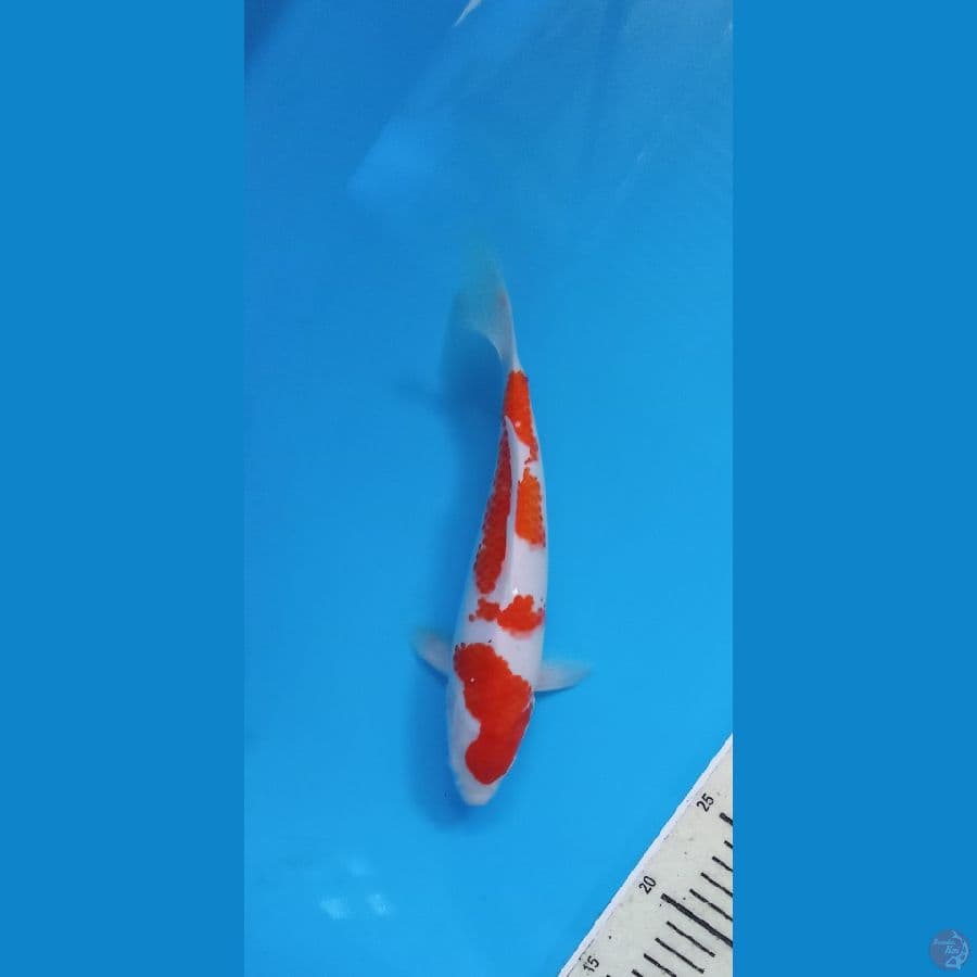 KOHAKU25CM