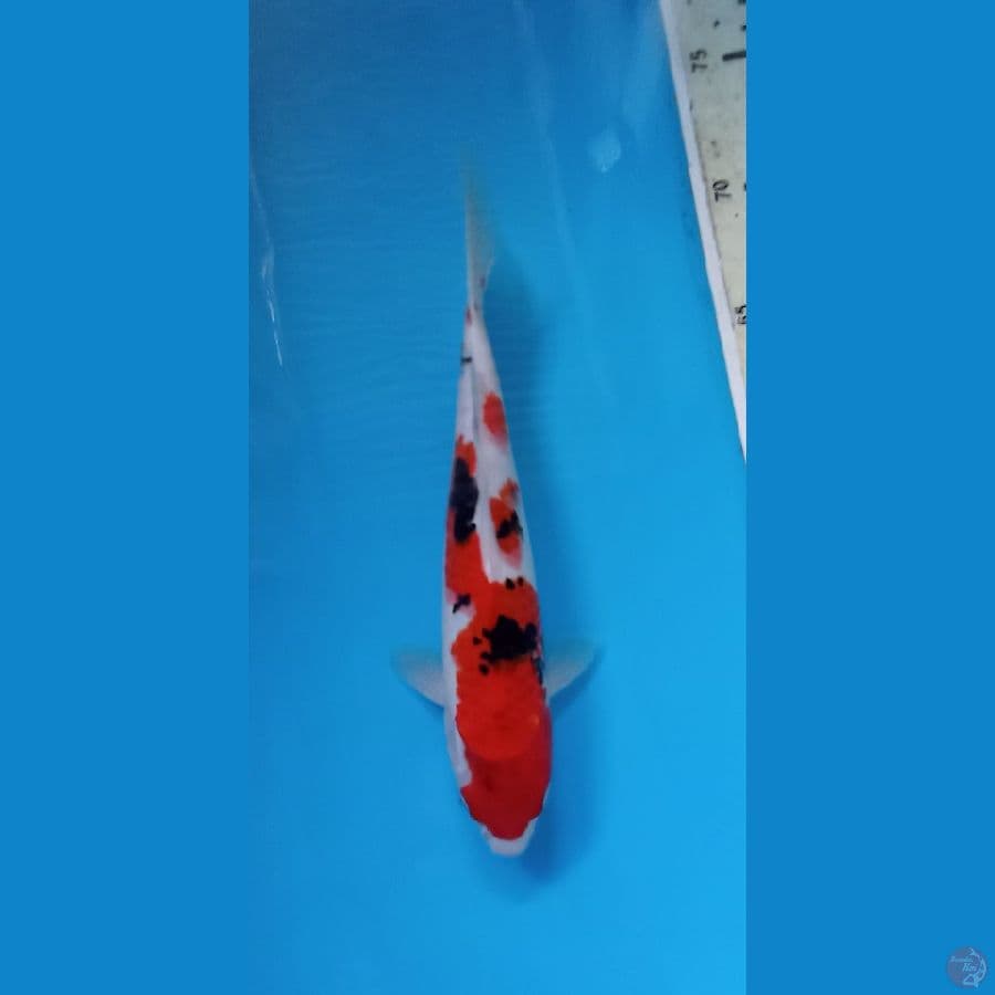 SANKE25CM