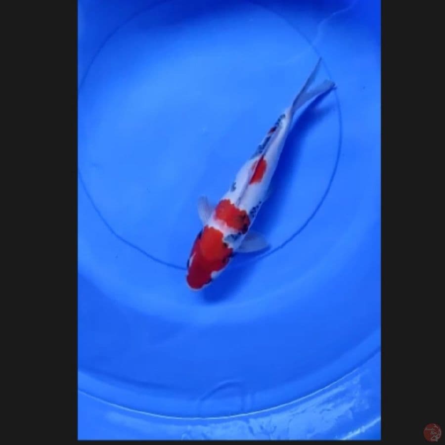 ( 31CM ) SHOWA - MALE
