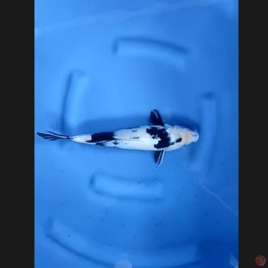 ( 32CM ) SHIRO - FEMALE