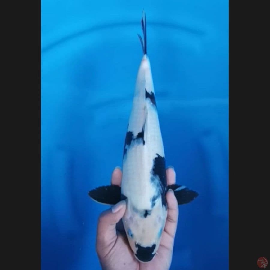 ( 36CM ) SHIRO - FEMALE