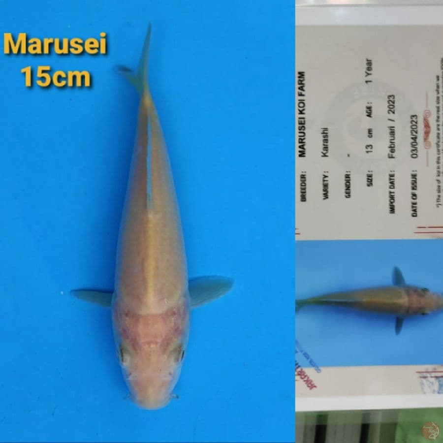 MARUSEI KARASHI 15CM SERTI