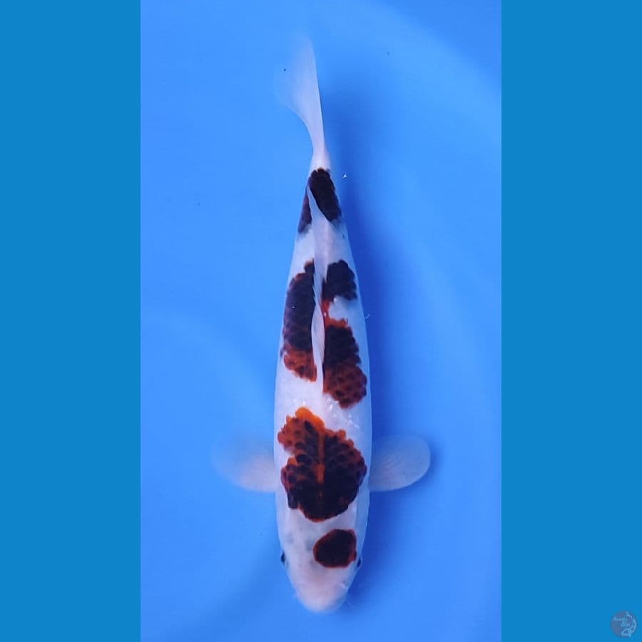 BUDO GOROMO SUPER SKIN ~32cm/Feemale~