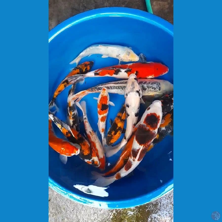 18ekor, 30-40cm