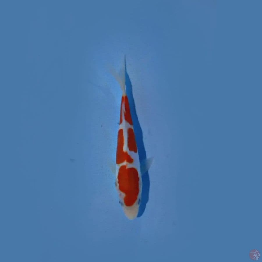 kohaku 15cm