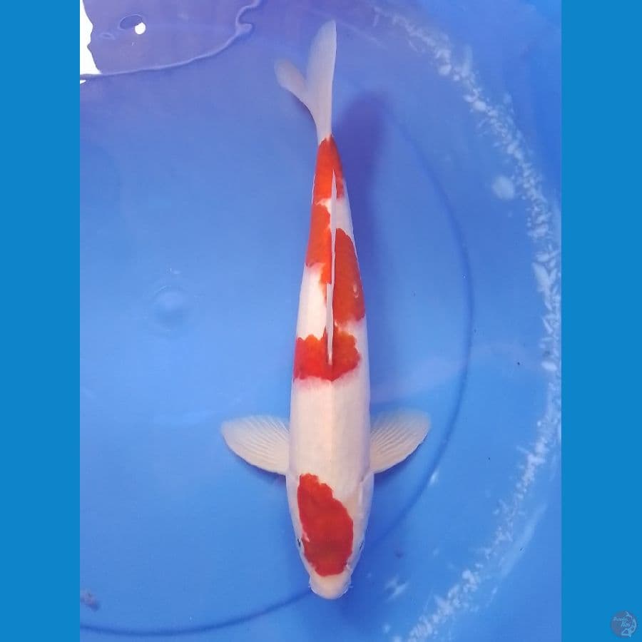 aigoromo 35cm/male