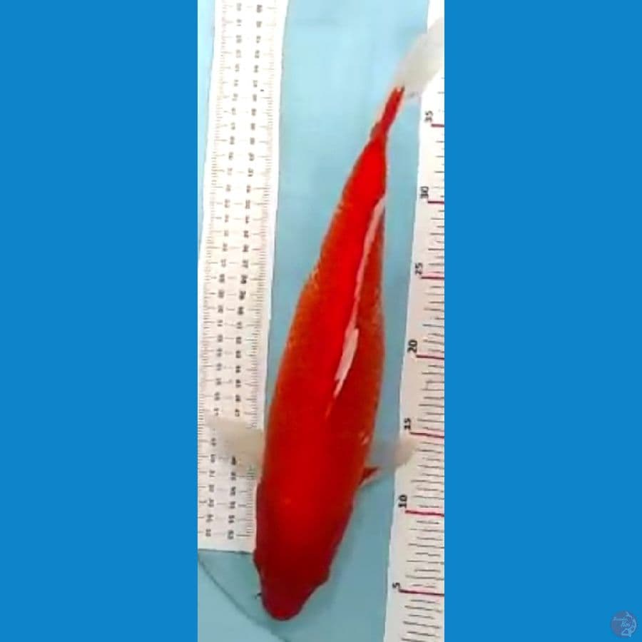 Akahajiro 38cm
