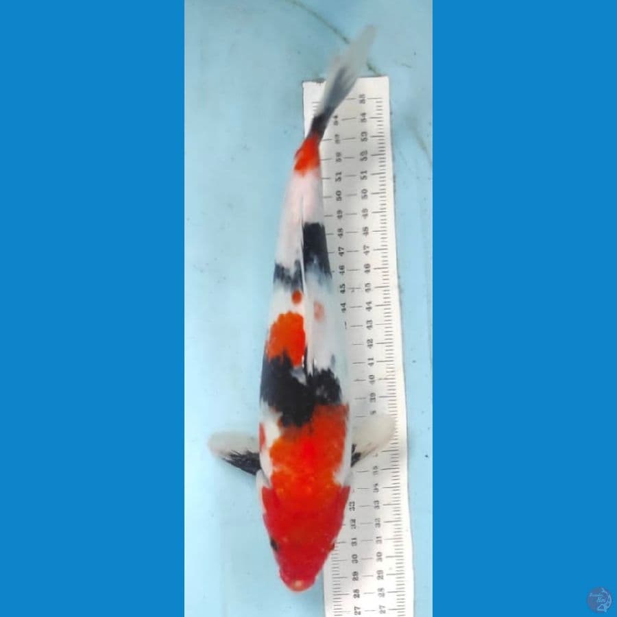 showa 30cm
