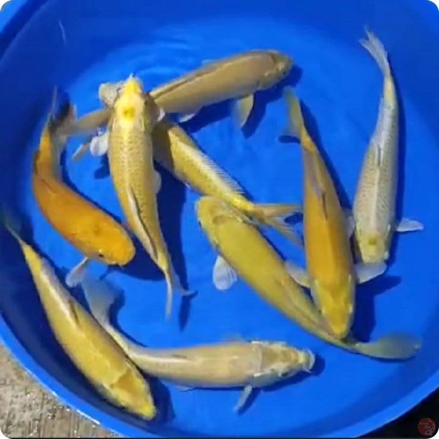 9 EKOR 25-28 BAKAT MUNUK