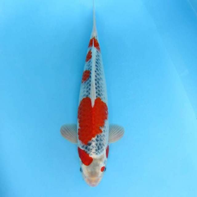 6. SIGNATURE ~ GOSHIKI SPECIAL,-