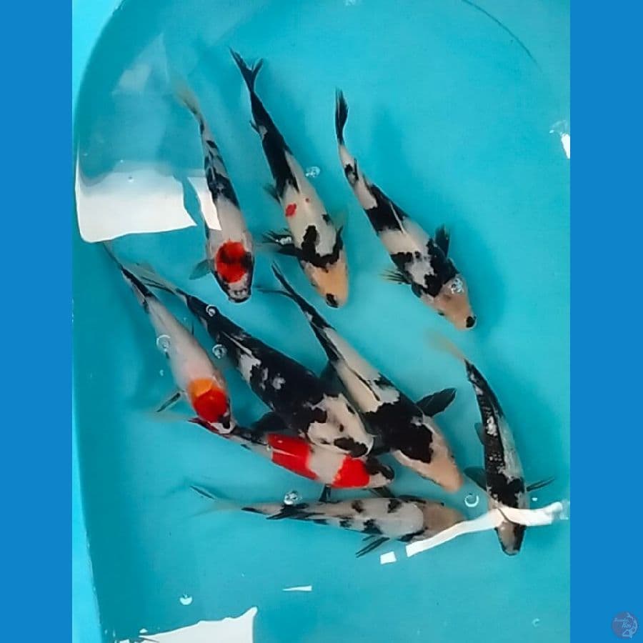paket ±20-25cm