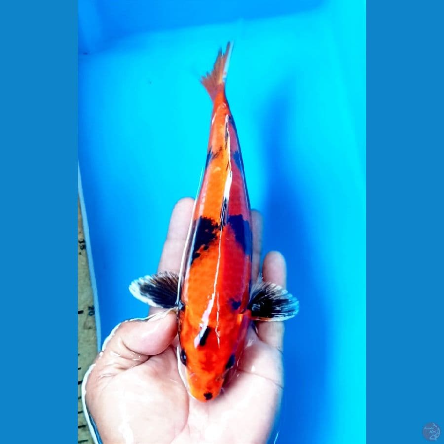 Hi showa Hikari 25cm