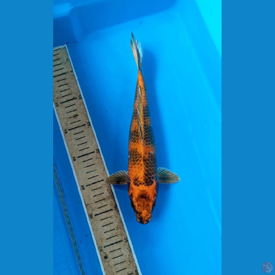 Hikari utsuri 29cm