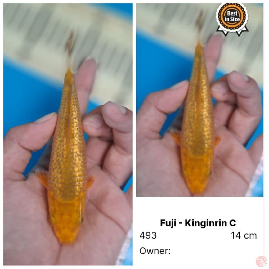 caramel Ginrin 15cm
