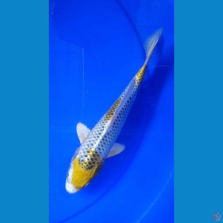 Fk8-25cm, hikari kirin kujaku