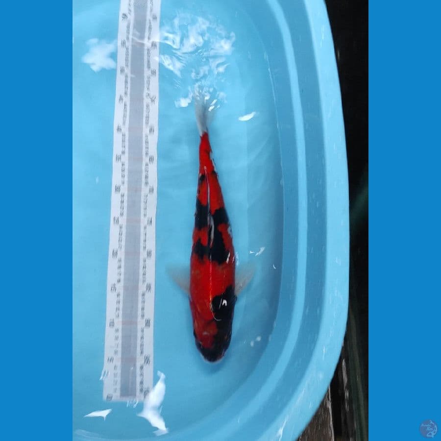 hi f42cm