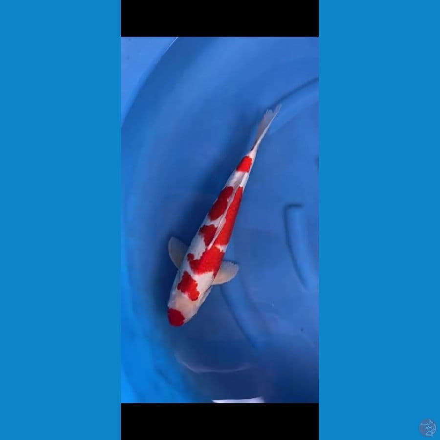 kohaku 43 cm jantan,, original