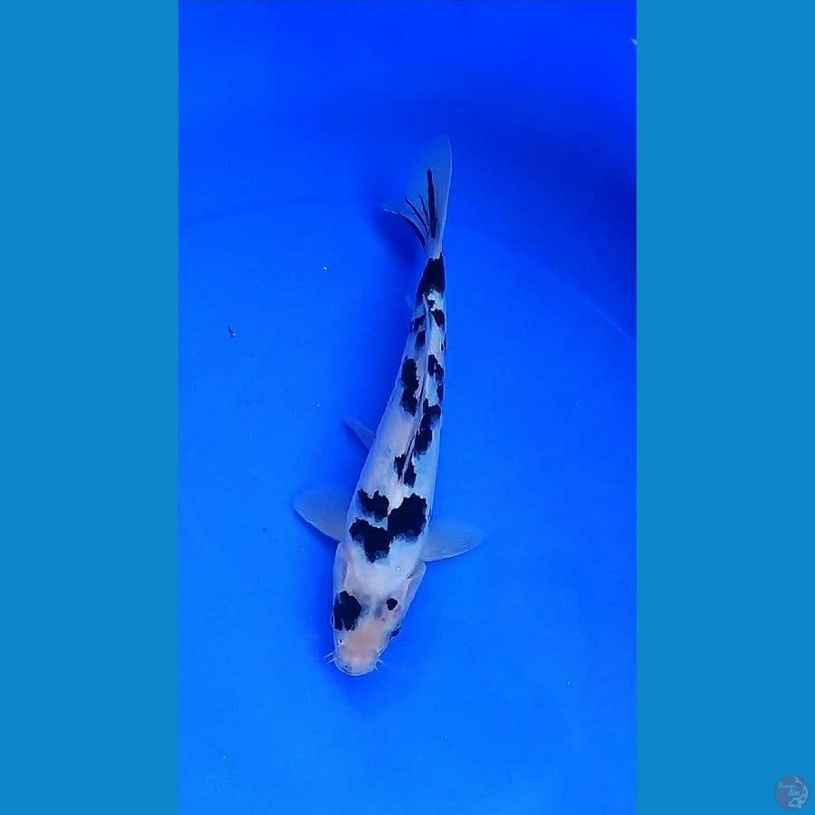 22cm, bekko antik super rare