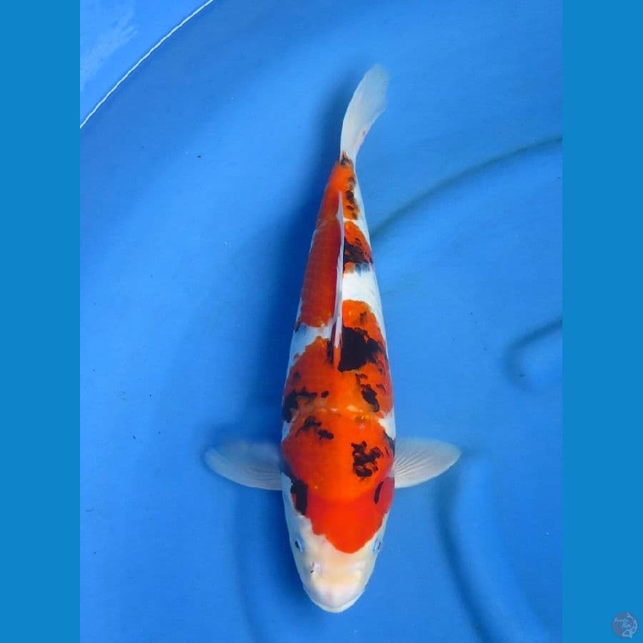 41cm , Super Tategoi Showa
