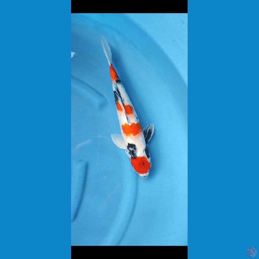 maruten showa 39 cm famale
