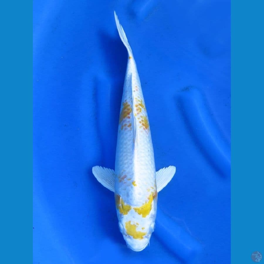 37cm , Super Hariwake