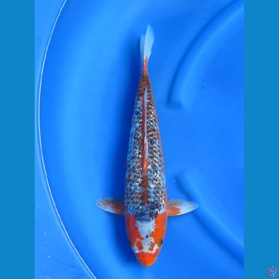 42cm - Super Koleksi Jantan