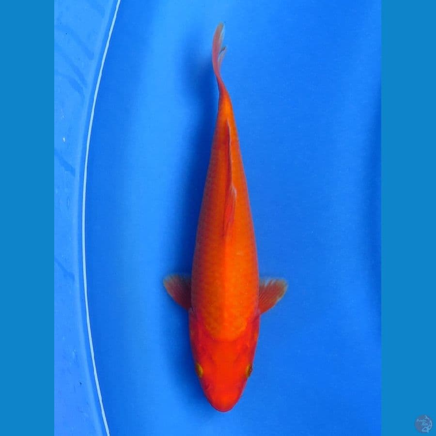 25cm - Benigoi No bocor male