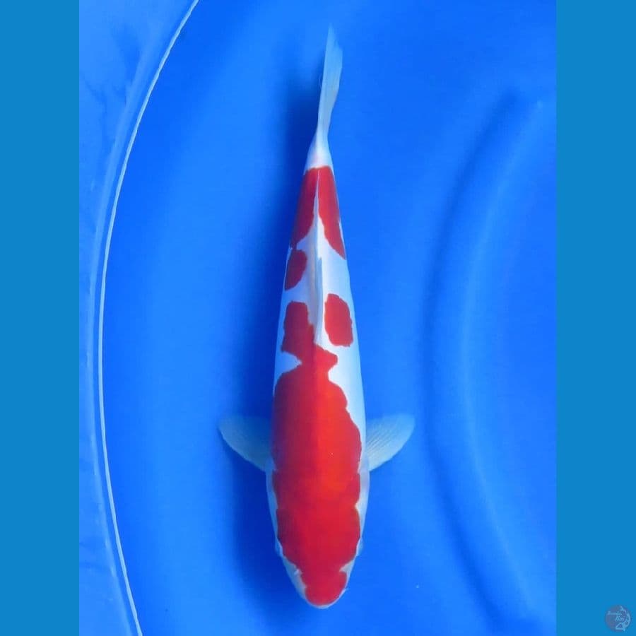 33cm - Jantan Doitsu Murni Kohaku