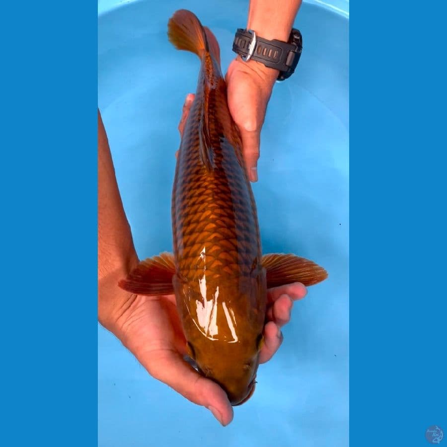 CHAGOI 45CM