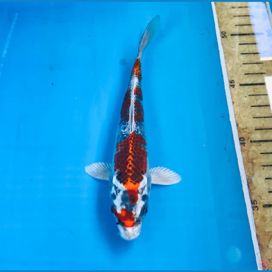 beni gingga 18cm