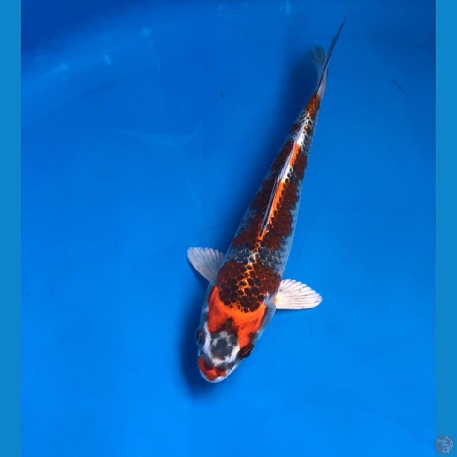 beni gingga 16cm