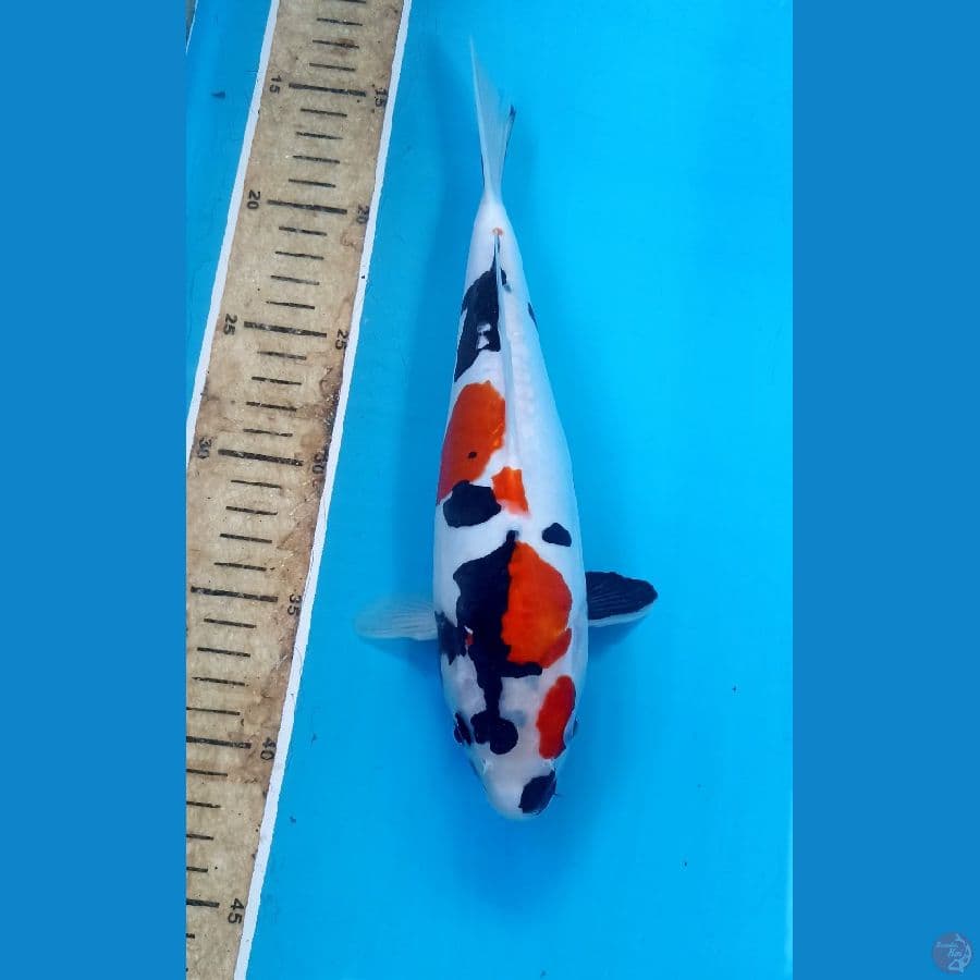 Showa doit 26cm