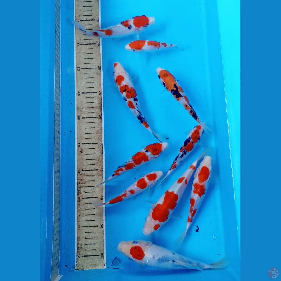Paket 14/20cm
