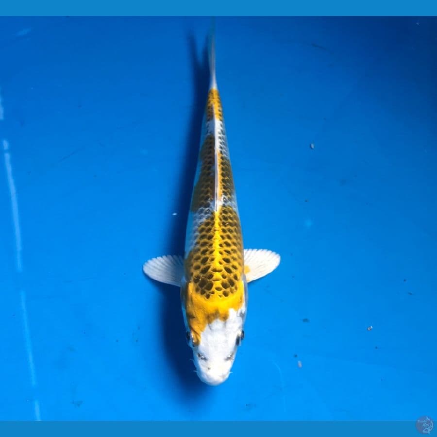 kujaku 17cm