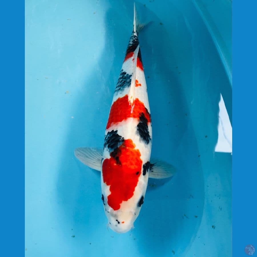 showa male 47cm