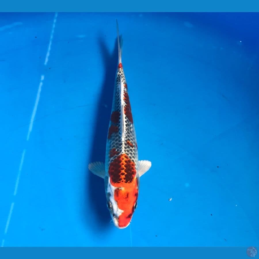red kujaku 18cm