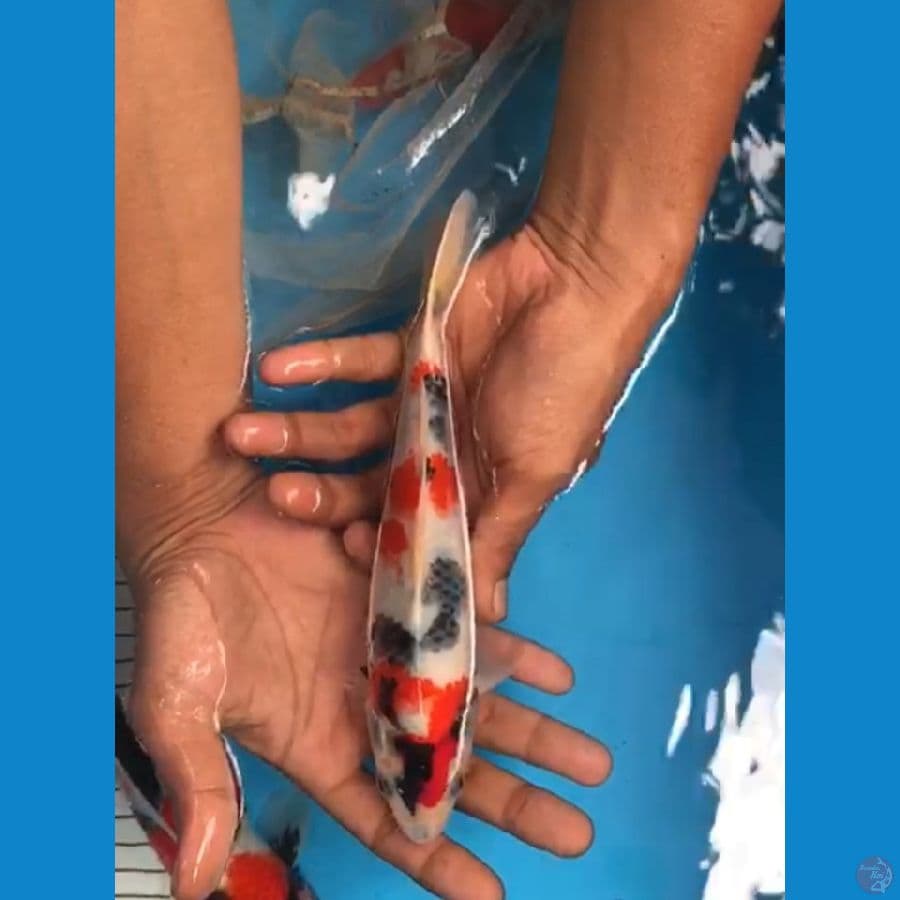 Kindai Showa Jantan 22cm