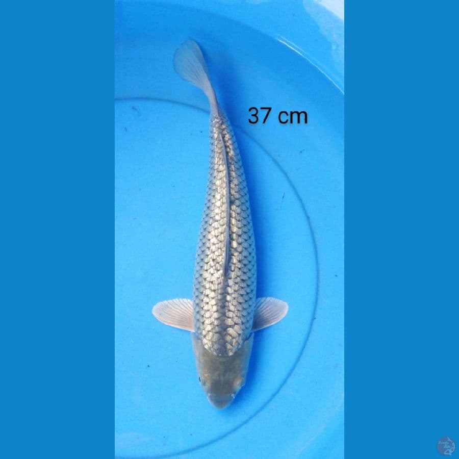 soragoi ginrin 37 cm