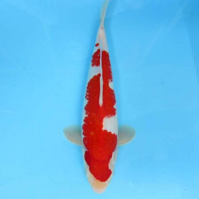 12. KATANA ~ KOHAKU PEJANTAN,-