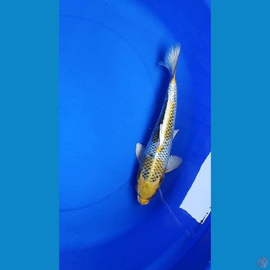 31cm, kujaku kirin
